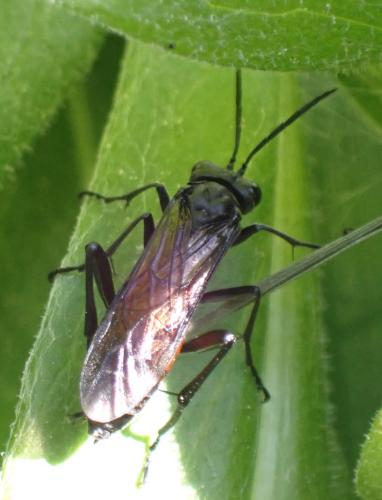 Réf. 330 666 : Macrophya (annulata-blanda)